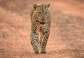 Yala Shenu Safari Tours